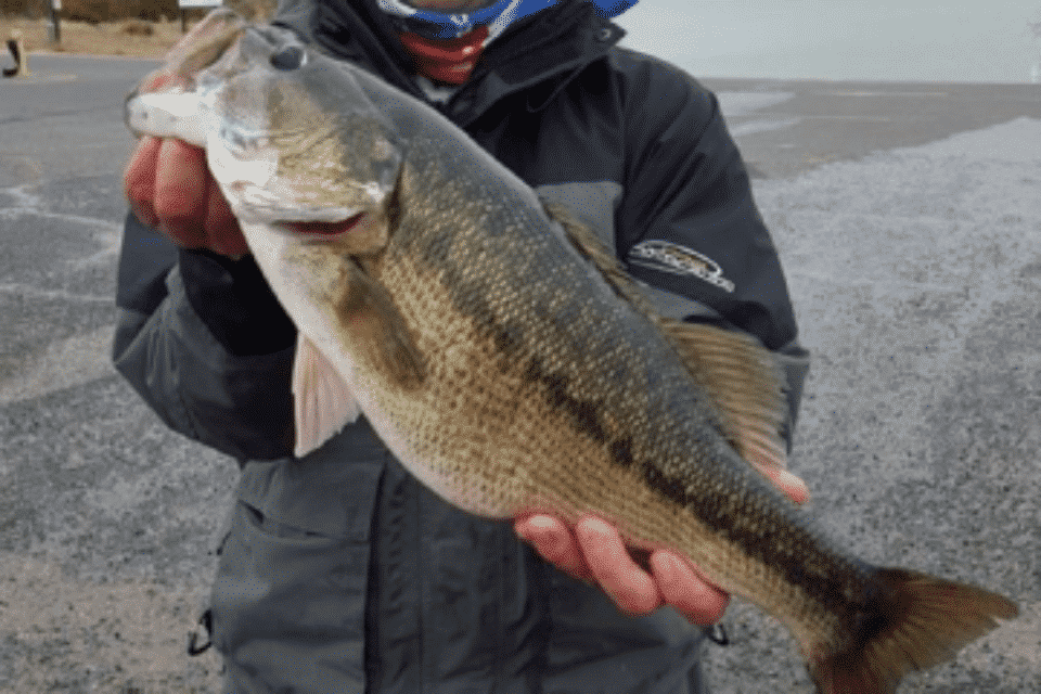 State Record Spotted Bass Caught In Texas!! Anglers Channel