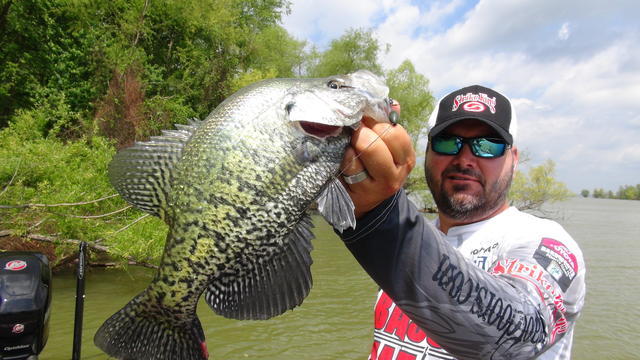 Greg Hackney shows that the big crappie are up shallow too.