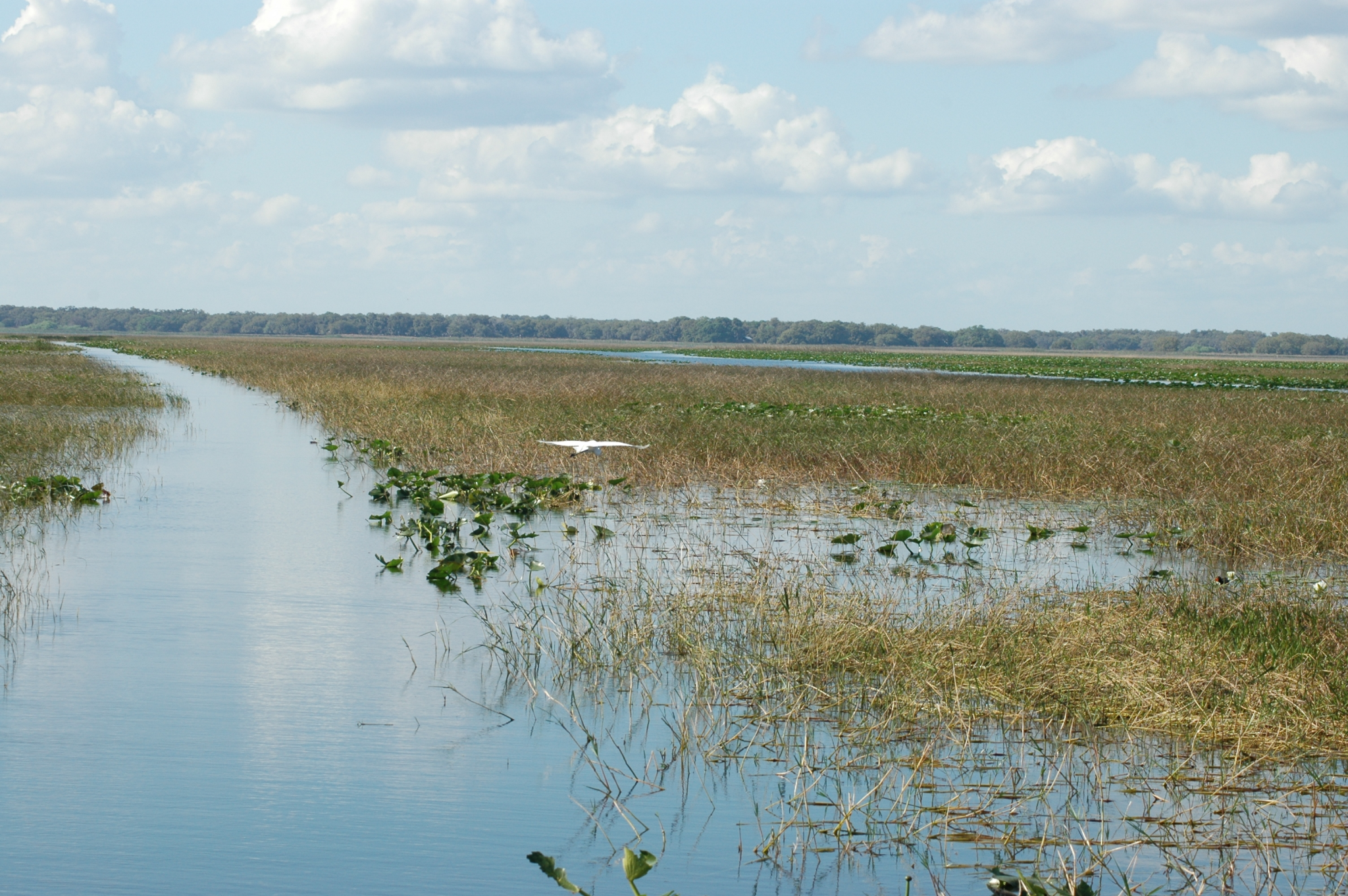 Rat-L-Trap challenge: What can we catch in the marsh? 