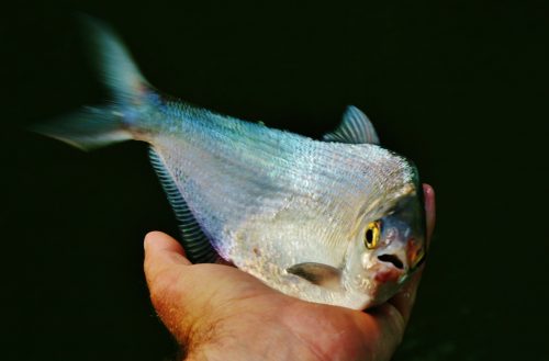Big Bass Eat Big Baits – Anglers Channel
