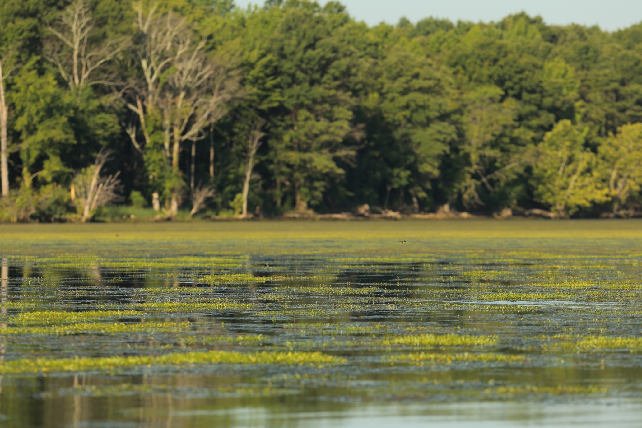 Willow Pond Nature Trail, Florida - 145 Reviews, Map