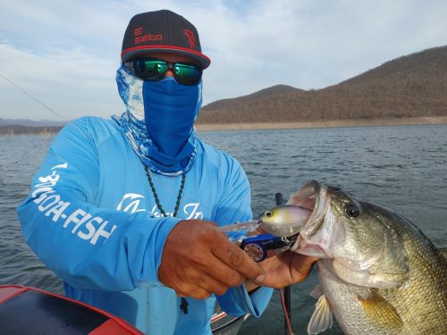 I've been fishing nonstop for a few weeks, but I finally caught my very  first large mouth. San Joaquin River, jig head + swim bait : r/bassfishing