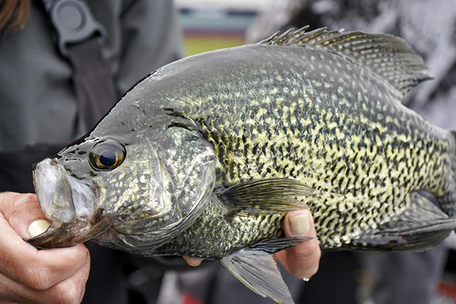 Buggy For Panfish – Anglers Channel